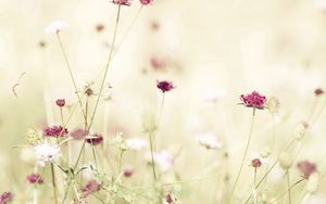 Preview wallpaper flowers, meadow, lights, stems