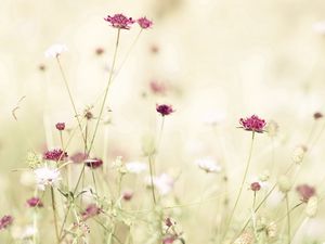 Preview wallpaper flowers, meadow, lights, stems