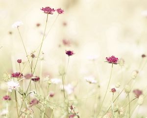 Preview wallpaper flowers, meadow, lights, stems