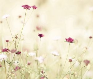 Preview wallpaper flowers, meadow, lights, stems