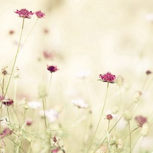 Preview wallpaper flowers, meadow, lights, stems