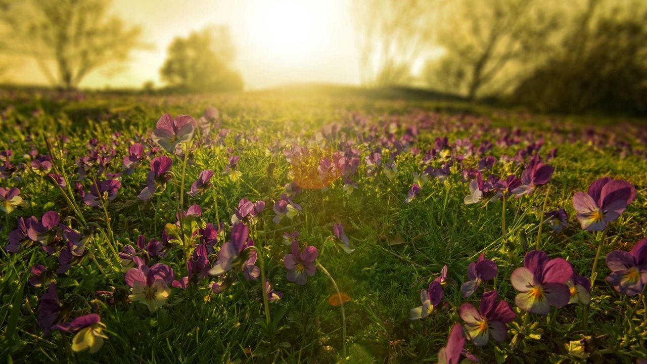 Wallpaper flowers, meadow, lilac, sun, beams, morning