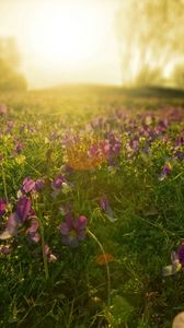 Preview wallpaper flowers, meadow, lilac, sun, beams, morning