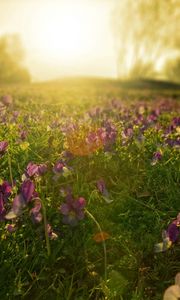 Preview wallpaper flowers, meadow, lilac, sun, beams, morning