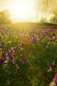 Preview wallpaper flowers, meadow, lilac, sun, beams, morning