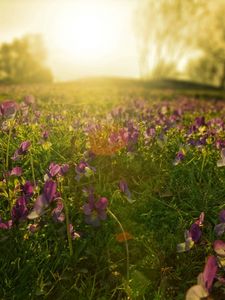 Preview wallpaper flowers, meadow, lilac, sun, beams, morning