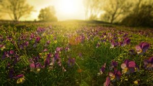 Preview wallpaper flowers, meadow, lilac, sun, beams, morning