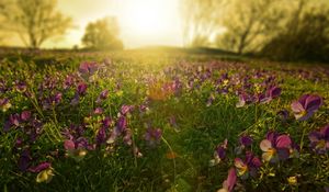 Preview wallpaper flowers, meadow, lilac, sun, beams, morning