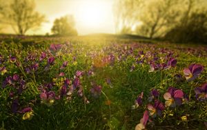 Preview wallpaper flowers, meadow, lilac, sun, beams, morning