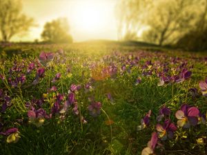 Preview wallpaper flowers, meadow, lilac, sun, beams, morning