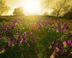 Preview wallpaper flowers, meadow, lilac, sun, beams, morning