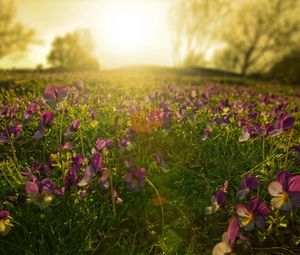 Preview wallpaper flowers, meadow, lilac, sun, beams, morning