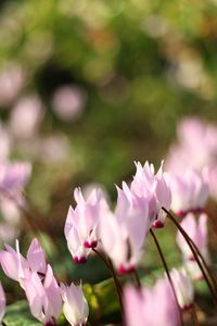 Preview wallpaper flowers, meadow, macro, grass