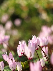 Preview wallpaper flowers, meadow, macro, grass