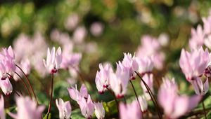 Preview wallpaper flowers, meadow, macro, grass