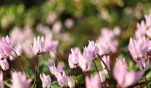 Preview wallpaper flowers, meadow, macro, grass