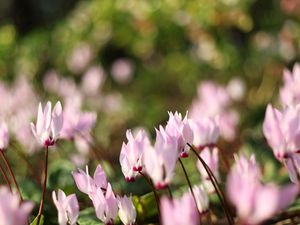 Preview wallpaper flowers, meadow, macro, grass