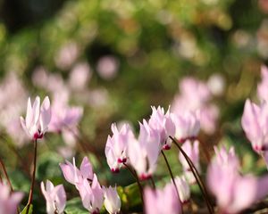 Preview wallpaper flowers, meadow, macro, grass