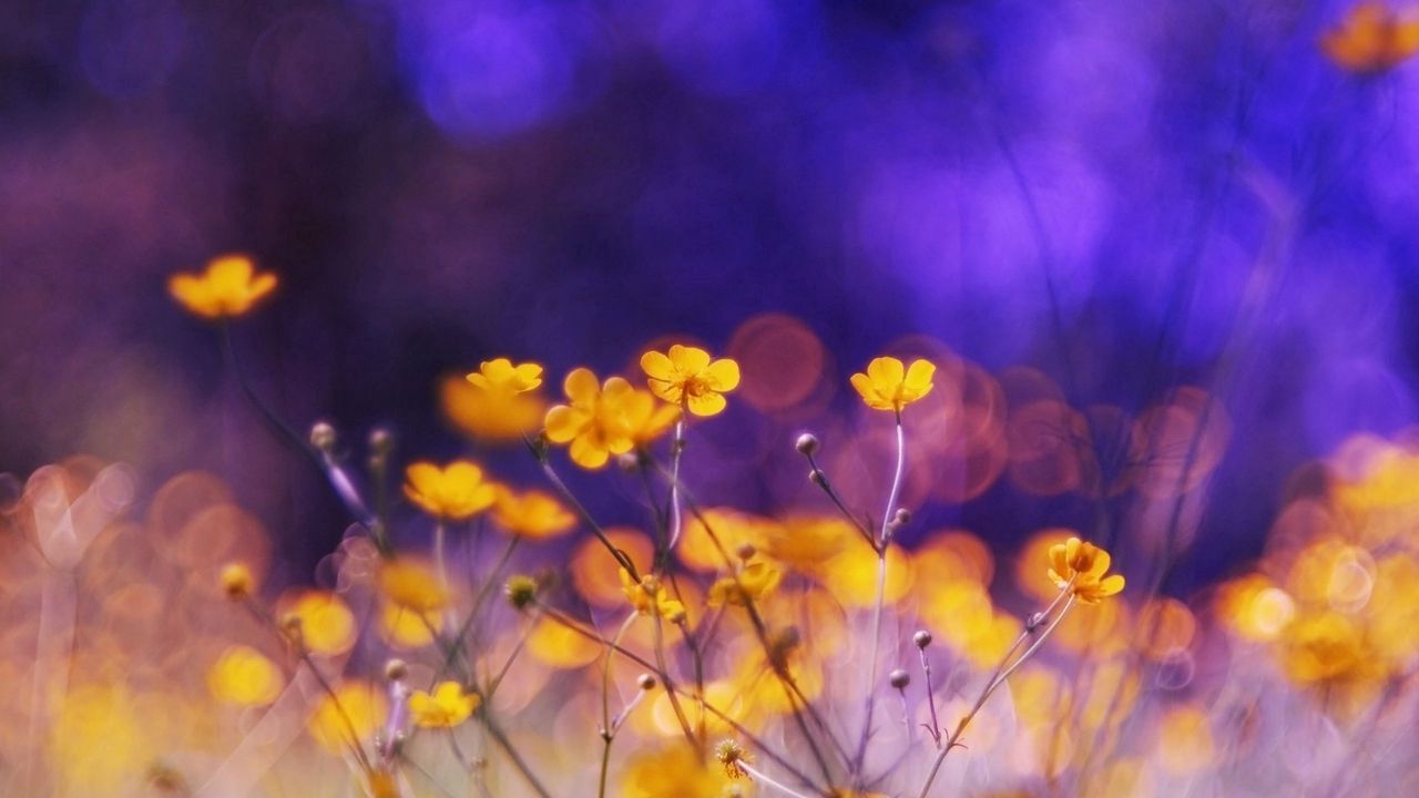 Wallpaper flowers, meadow, night, glare