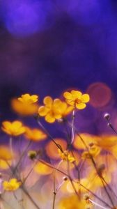 Preview wallpaper flowers, meadow, night, glare