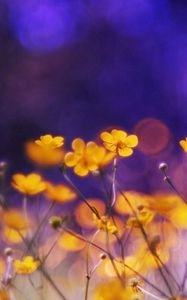 Preview wallpaper flowers, meadow, night, glare