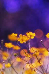 Preview wallpaper flowers, meadow, night, glare