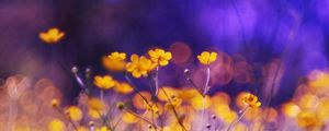 Preview wallpaper flowers, meadow, night, glare