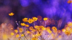 Preview wallpaper flowers, meadow, night, glare