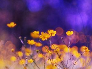 Preview wallpaper flowers, meadow, night, glare