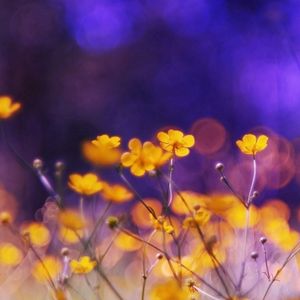 Preview wallpaper flowers, meadow, night, glare