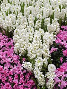 Preview wallpaper flowers, meadow, pattern, leaves, white, pink