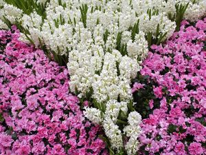 Preview wallpaper flowers, meadow, pattern, leaves, white, pink