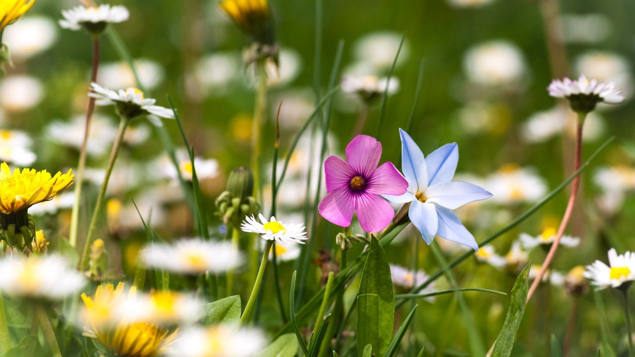 Wallpaper flowers, meadow, summer, grass, nature, mood