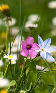 Preview wallpaper flowers, meadow, summer, grass, nature, mood