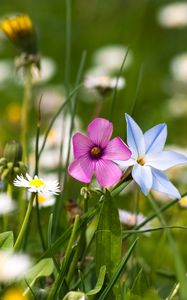 Preview wallpaper flowers, meadow, summer, grass, nature, mood