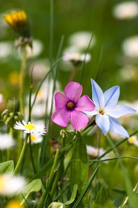 Preview wallpaper flowers, meadow, summer, grass, nature, mood