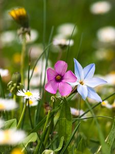 Preview wallpaper flowers, meadow, summer, grass, nature, mood