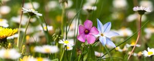 Preview wallpaper flowers, meadow, summer, grass, nature, mood