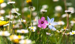 Preview wallpaper flowers, meadow, summer, grass, nature, mood