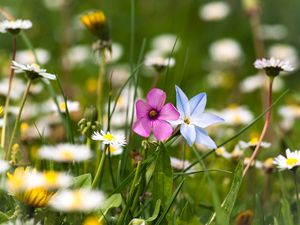 Preview wallpaper flowers, meadow, summer, grass, nature, mood