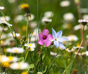 Preview wallpaper flowers, meadow, summer, grass, nature, mood