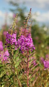 Preview wallpaper flowers, meadow, summer, blurring