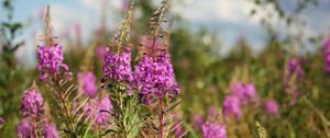 Preview wallpaper flowers, meadow, summer, blurring