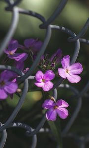 Preview wallpaper flowers, mesh, fence