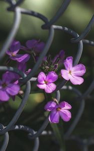 Preview wallpaper flowers, mesh, fence
