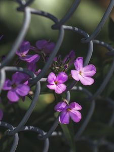 Preview wallpaper flowers, mesh, fence