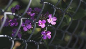 Preview wallpaper flowers, mesh, fence