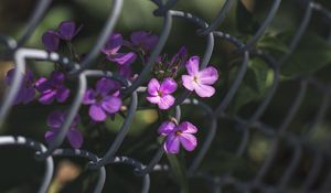 Preview wallpaper flowers, mesh, fence