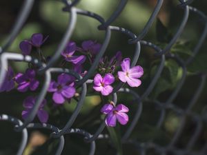 Preview wallpaper flowers, mesh, fence