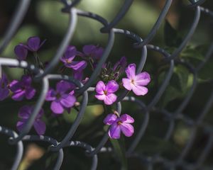 Preview wallpaper flowers, mesh, fence